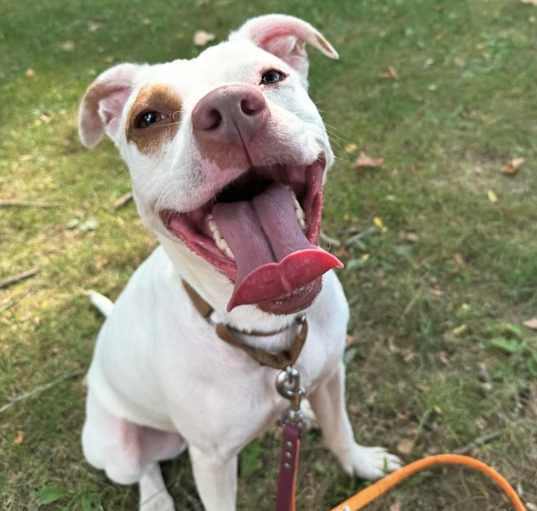 Photo of Clover -My adoption fee is fully sponsored! Thank you Evan and Callie ❤️ 
