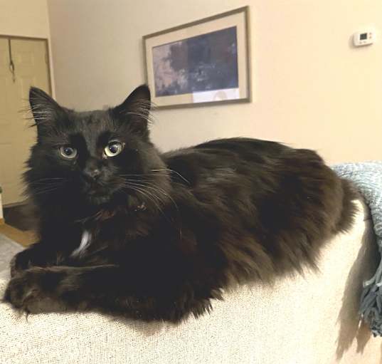 Photo of Phoenix (bonded w/ Locus) C16213
