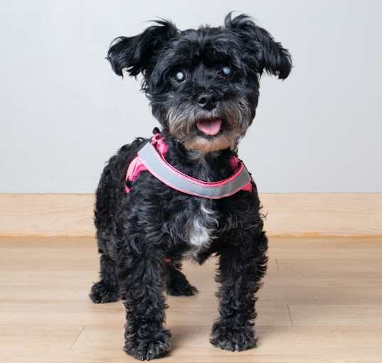 Photo of Cookie D16836