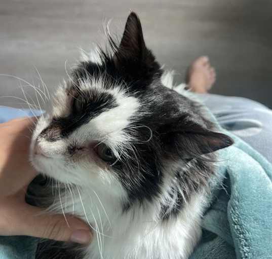 Photo of Mojito