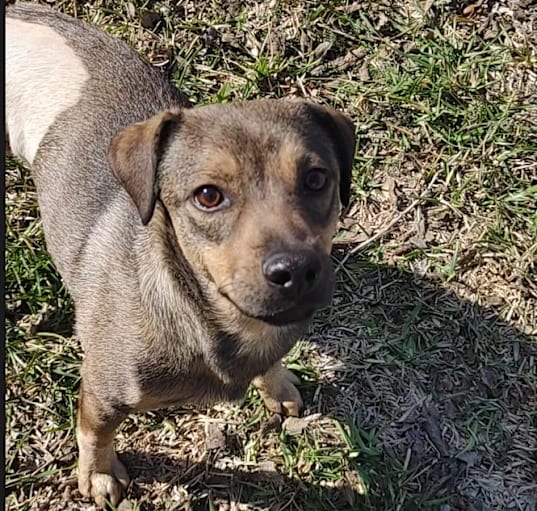Photo of Milo