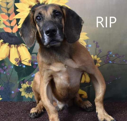 Photo of Rip/Buddy