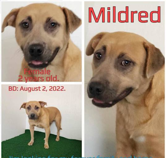 Photo of Mildred