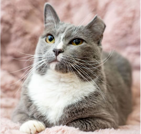 Photo of Chibo