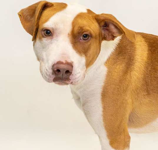 Photo of Diesel