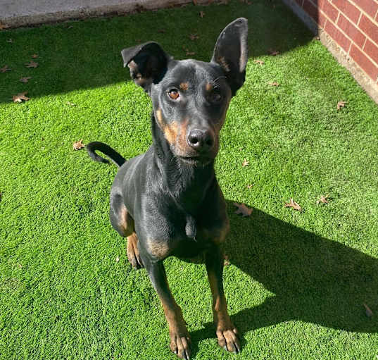Photo of Dobby