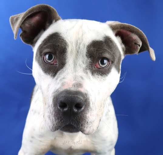 Photo of Bandit -121401S