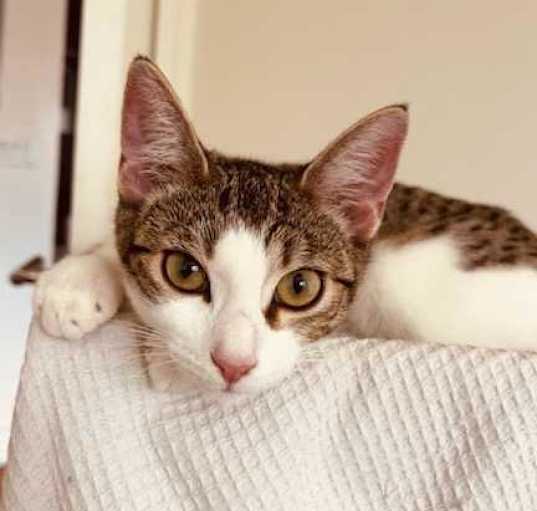 Photo of Dorito