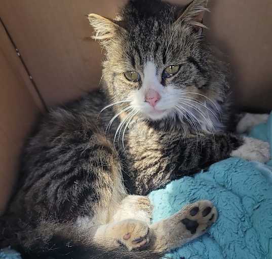 Photo of Linus (barn placement)