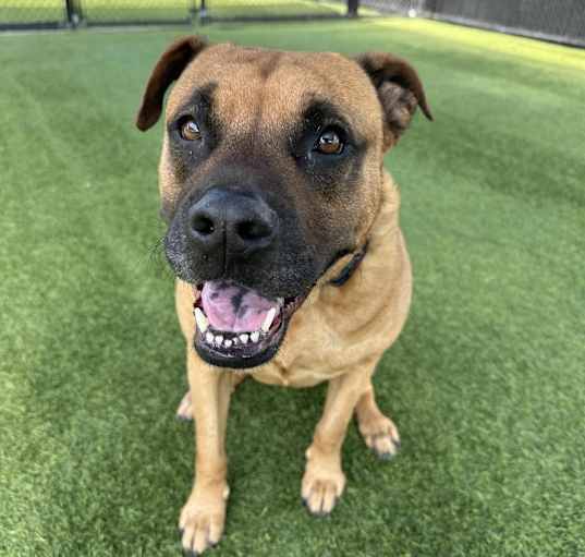 Photo of Owl A5264417