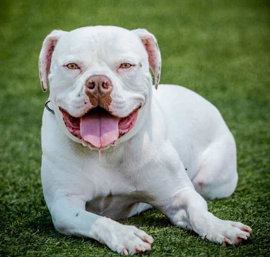 Photo of Wilson A2037939