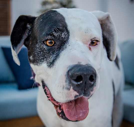 Photo of Zena A2019230