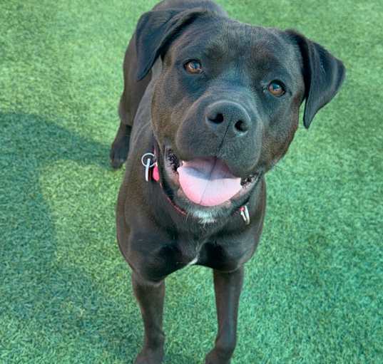 Photo of Billie A2167207