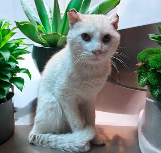 Photo of Nieve