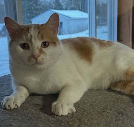 Photo of Scout