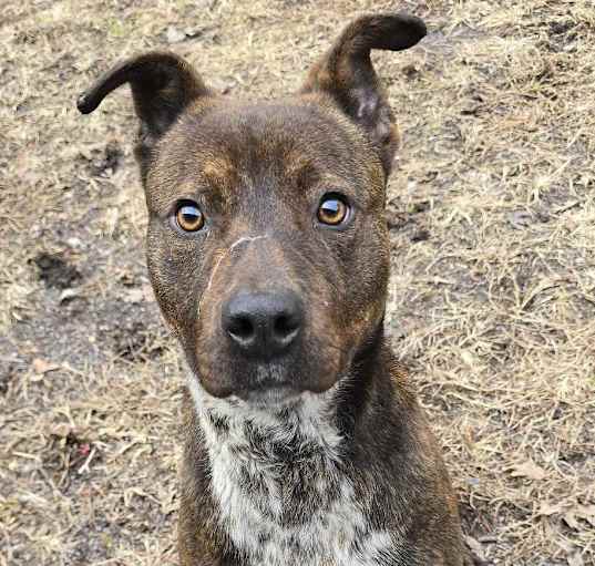 Photo of Deacon