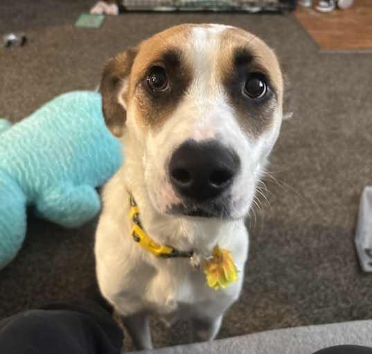 Photo of Luna