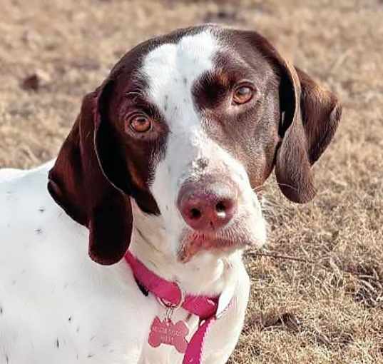 Photo of Daisy- Foster Home Needed