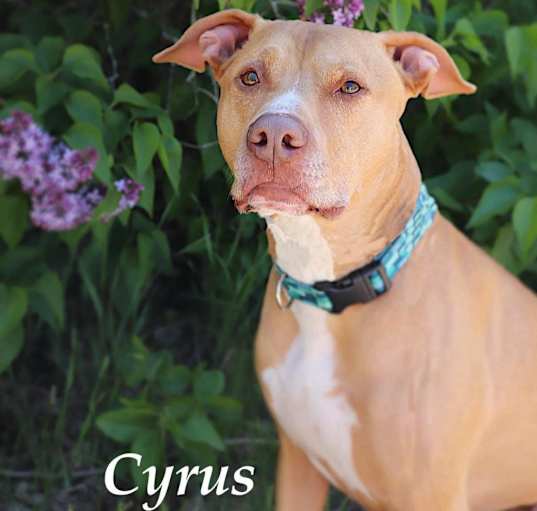 Photo of Cyrus
