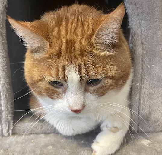 Photo of Cheeto