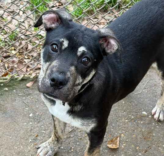 Photo of Auggie the awkward pup