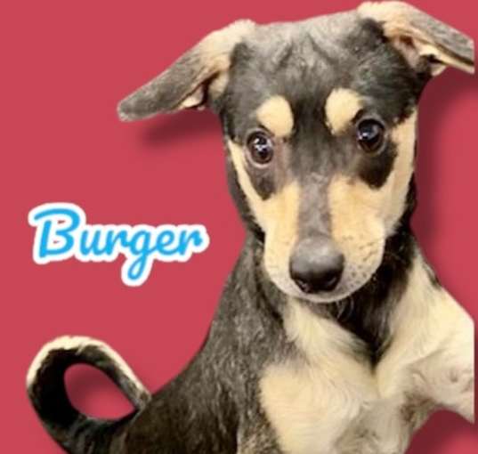 Photo of Burger