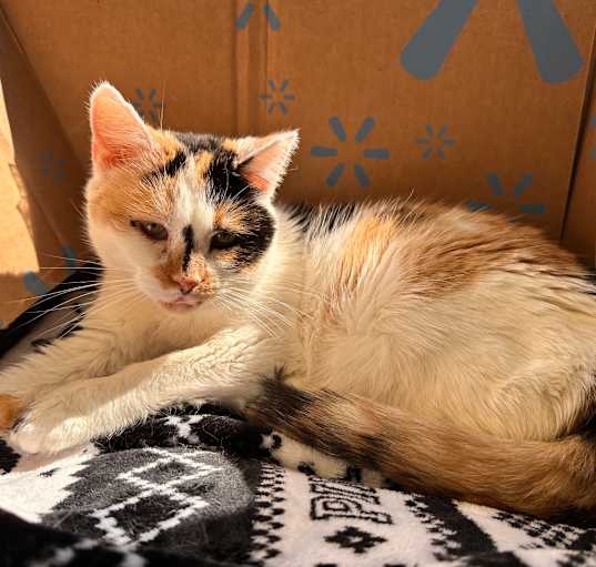 Photo of Daisy