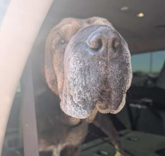 Photo of Gertie