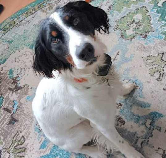 Photo of Reggie- URGENT!!