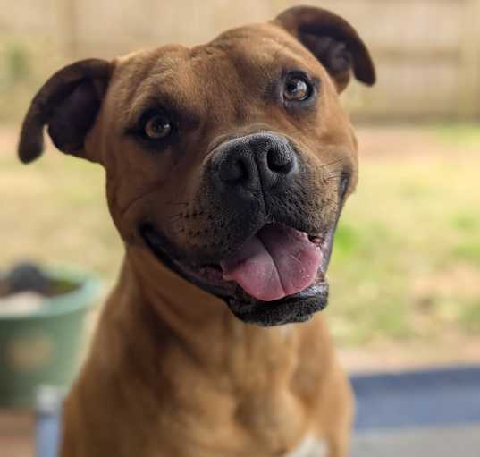 Photo of Scrappy