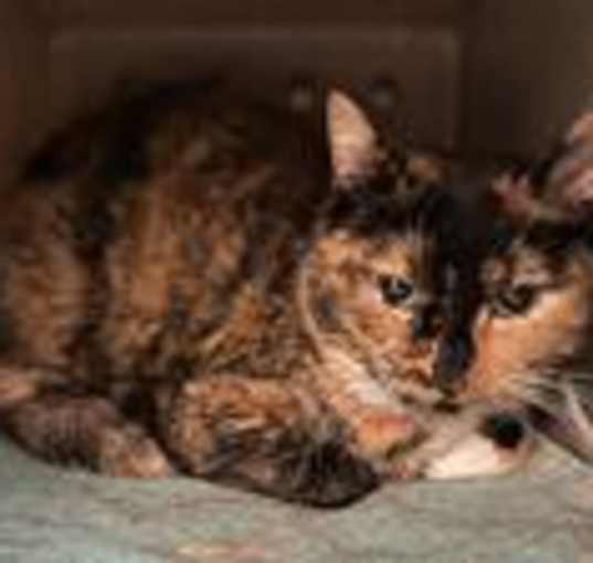 Photo of Penelope