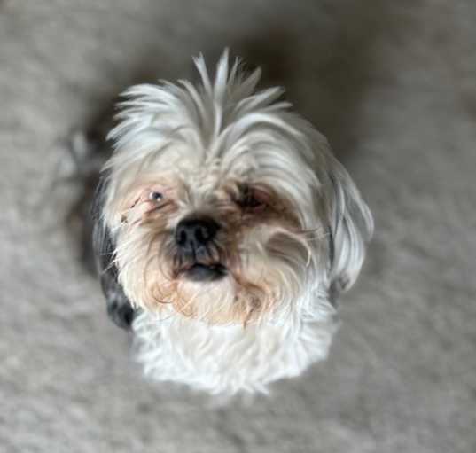 Photo of Buddy