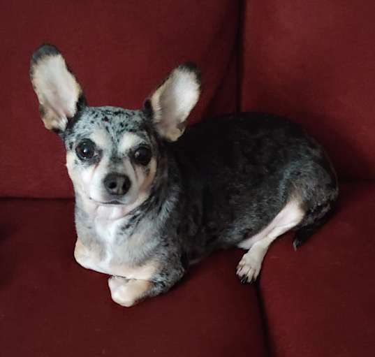Photo of Gunner