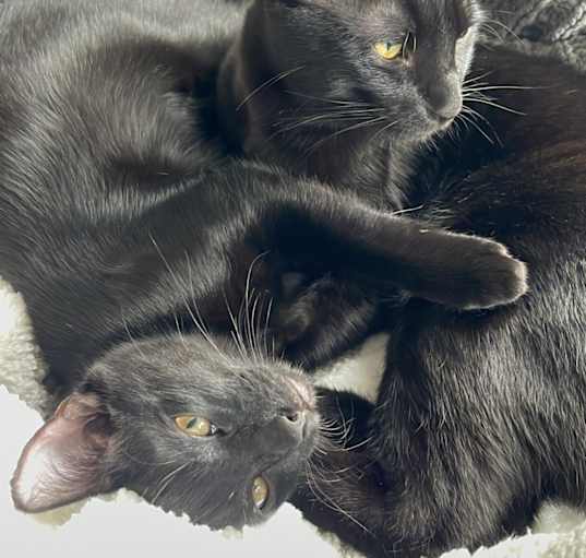 Photo of Onyx & Obsidian