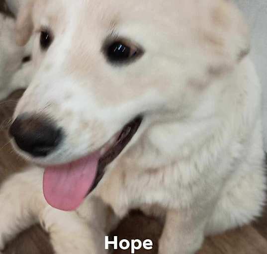 Photo of Hope