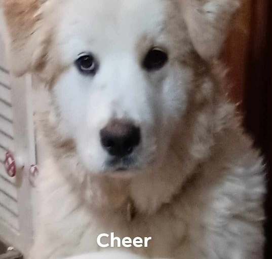 Photo of Cheer