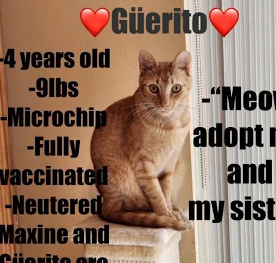 Photo of Güerito
