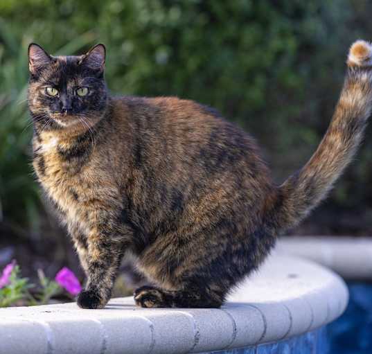 Photo of Honey