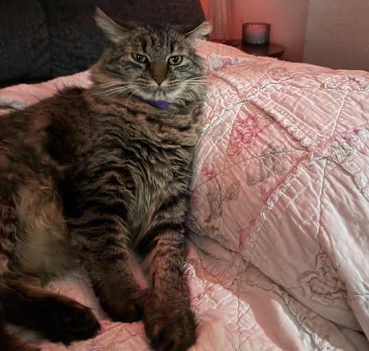 Photo of Fluffy