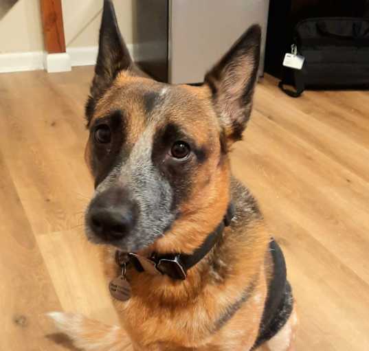 Photo of Callie
