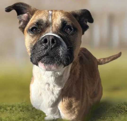 Photo of Bruiser