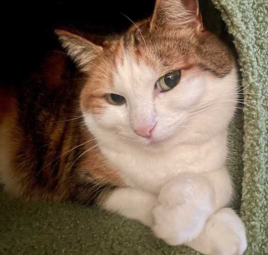 Photo of Daisy