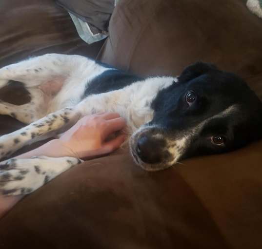 Photo of Daisy
