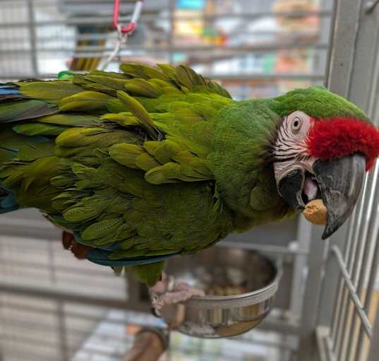 Photo of Joey