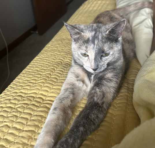 Photo of Tilly