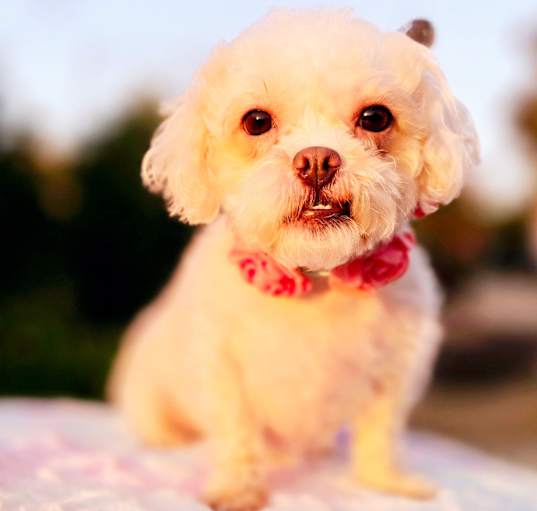 Photo of Kiki