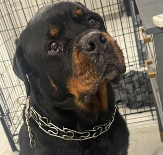 Photo of Rambo