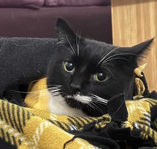 Photo of Niko