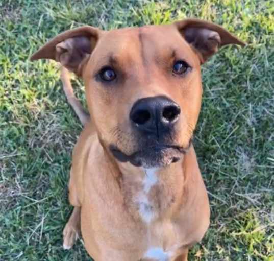 Photo of Scooby