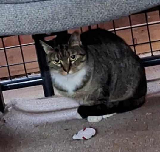 Photo of Moscato